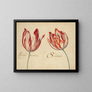 Anonymous - Two Tulips.webp