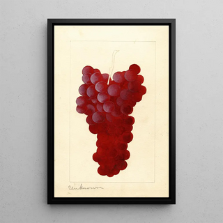 Anonymous - Vitis.webp