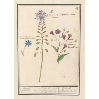 Anselmus Botius de Boodt - 1 hyacinthus dioscoridis Major comosus.webp