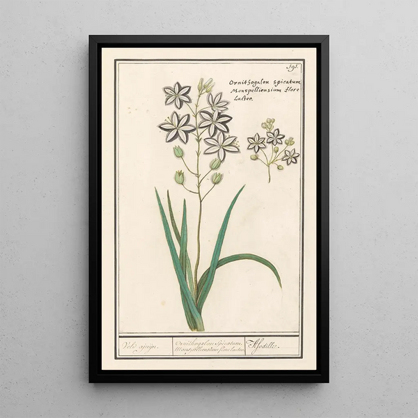 Anselmus Botius de Boodt - Affodil Asphodelus Veld ajuijn Ornithogalon Spicatum Monspelliensium florelacteo Afodille.webp