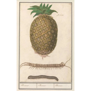 Anselmus Botius de Boodt - Ananas Ananas comosus Ananas Ananas Ananas.webp