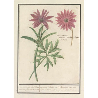 Anselmus Botius de Boodt - Anemoon Anemone of dahlia Dahlia anemone ofte wind bloeme met een geknobbelde wortel.webp