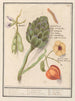 Artisjok Cynara scolymus tuinbonen Vicia faba en lampionplant Physalis - Anselmus Botius de Boodt — weergave van het kunstwerk