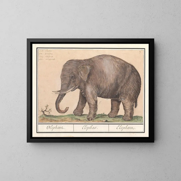 van Aziatische olifant Elephas maximus - Anselmus Botius de Boodt — ingelijst kunstwerk aan de muur