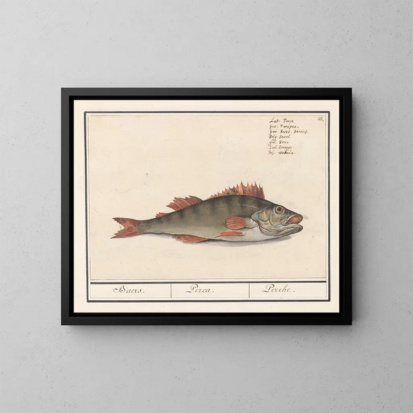 Perche fluviatile - Anselmus Botius de Boodt — ingelijst kunstwerk aan de muur