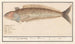 Perciformes met de uitstraling van een zeebaars, mogelijk een vive Trachinus, vive à ligne Etterlijnk, vive Draco Marinus - Anselmus Botius de Boodt — weergave van het kunstwerk