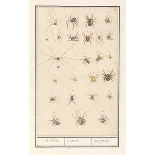 Anselmus Botius de Boodt - Blad met spinnen Kobben aranea araignes.webp