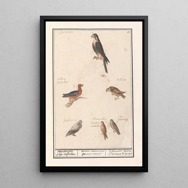 Anselmus Botius de Boodt - Blad met zes roofvogels Verscheijde grijp voghelen avium voracium genera varia diffrentes Espces doiseaux de proije.webp