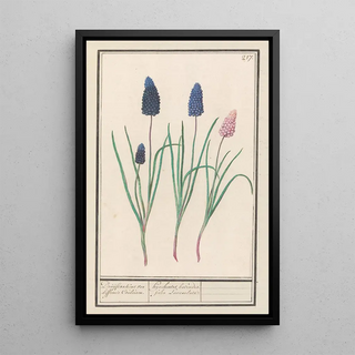Anselmus Botius de Boodt - Blauwe druifjes Muscari botryoides.webp