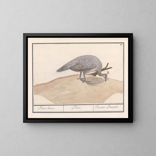 Blauwe Pauw Pavo cristatus - Anselmus Botius de Boodt — ingelijst kunstwerk aan de muur