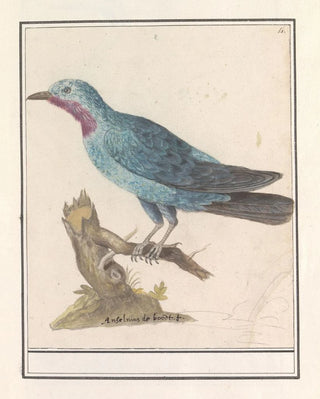 Anselmus Botius de Boodt - Blauwe rotslijster Monticola solitarius.webp