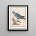 Blauwe rotslijster Monticola solitaire - Anselmus Botius de Boodt — framed artwork on a wall