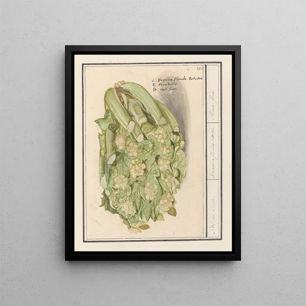 Anselmus Botius de Boodt - Bloemkool Brassica oleracea convar botrytis var Botrytis.webp