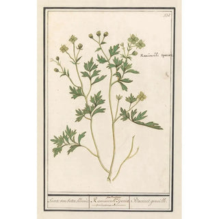 Anselmus Botius de Boodt - Boterbloem Ranunculus Soorte van boter bloeme Ranunculi palustris Species Bacinet genoille.webp