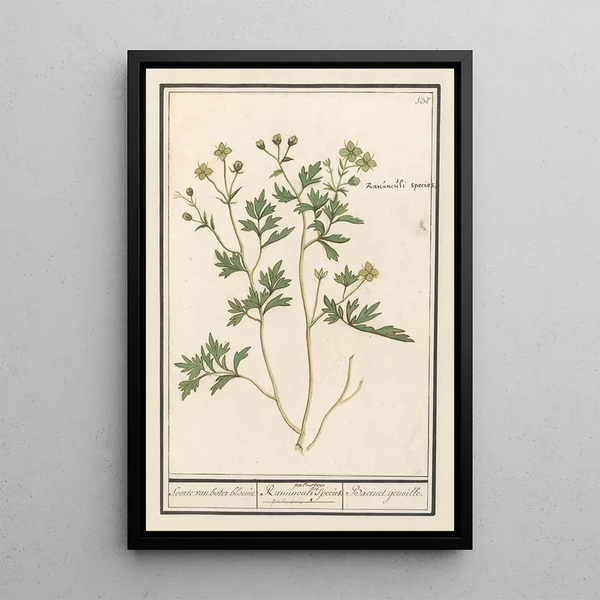 Anselmus Botius de Boodt - Boterbloem Ranunculus Soorte van boter bloeme Ranunculi palustris Species Bacinet genoille.webp
