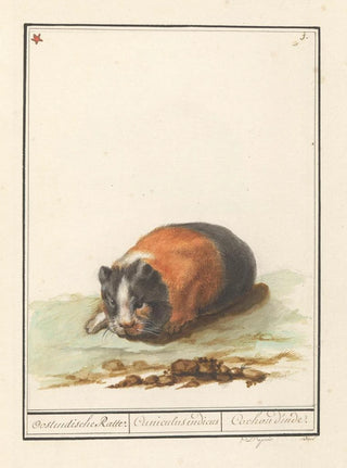 Anselmus Botius de Boodt - Cavia Cavia Oostindische Ratte Cuniculus indicus Cochon dinde.webp