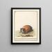Cavia Cavia Oost-Indische Rat Cuniculus indicus Cavia d'Inde - Anselmus Botius de Boodt — ingelijst kunstwerk aan de muur