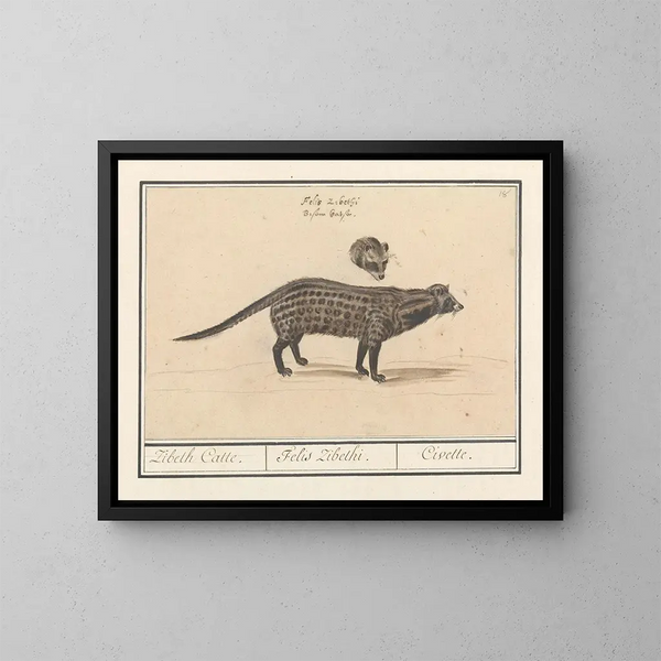 Civette - Anselmus Botius de Boodt — ingelijst kunstwerk aan de muur