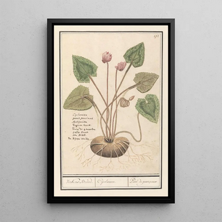 Anselmus Botius de Boodt - Cyclaam Cyclamen Verkens Brood Cijclamen Pain de pourceaux.webp
