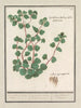 Cymbalaria Cymbalaria vande Italianenen Cijmbalaria italica folio hederaceo Cymbalaire d'Italie - Anselmus Botius de Boodt — weergave van het kunstwerk