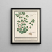 Cymbalaria Cymbalaria vande Italianenen Cijmbalaria italica folio hederaceo Cymbalaire d'Italie - Anselmus Botius de Boodt — ingelijst kunstwerk aan de muur