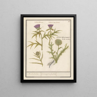 Anselmus Botius de Boodt - Distel Carduus en artisjok Cynara cardunculus Bolle Caerden Cardius Spherochephalus.webp