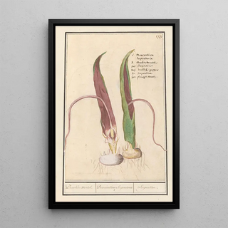 Anselmus Botius de Boodt - Drakenwortel Dracunculus vulgaris Draecken wortel Dracuntium Serpentaria Serpentine.webp