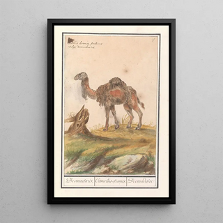 Anselmus Botius de Boodt - Dromedaris Camelus dromedarius Dromadaris Camelusdromas Dromedaire.webp