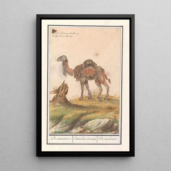 Anselmus Botius de Boodt - Dromedaris Camelus dromedarius Dromadaris Camelusdromas Dromedaire.webp