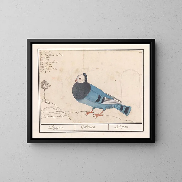 van Colombe des pigeons - Anselmus Botius de Boodt — ingelijst kunstwerk aan de muur