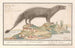 van het Egyptische wespendier Herpestes ichneumon - Anselmus Botius de Boodt — weergave van het kunstwerk