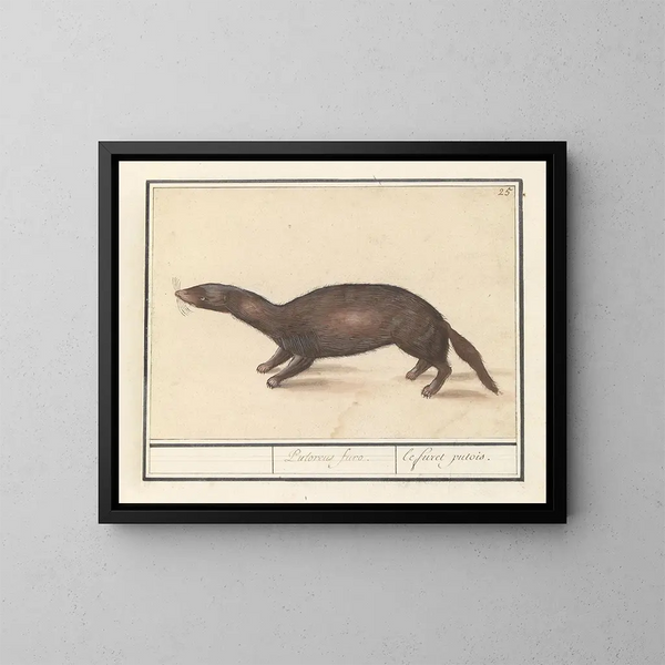 Furet - Anselmus Botius de Boodt — ingelijst kunstwerk aan de muur