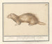 Furet - Anselmus Botius de Boodt — weergave van het kunstwerk