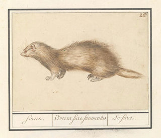 Anselmus Botius de Boodt - Fret Mustela putorius furo forret Viverra furo furunculus Le firet.webp