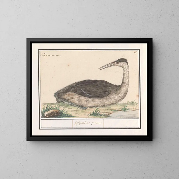 Fou de Bassan - Anselmus Botius de Boodt — ingelijst kunstwerk aan de muur