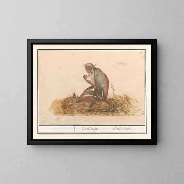 Suricate groen Chlorocebus sabaeus Callitrix Callitriche - Anselmus Botius de Boodt — ingelijst kunstwerk aan de muur