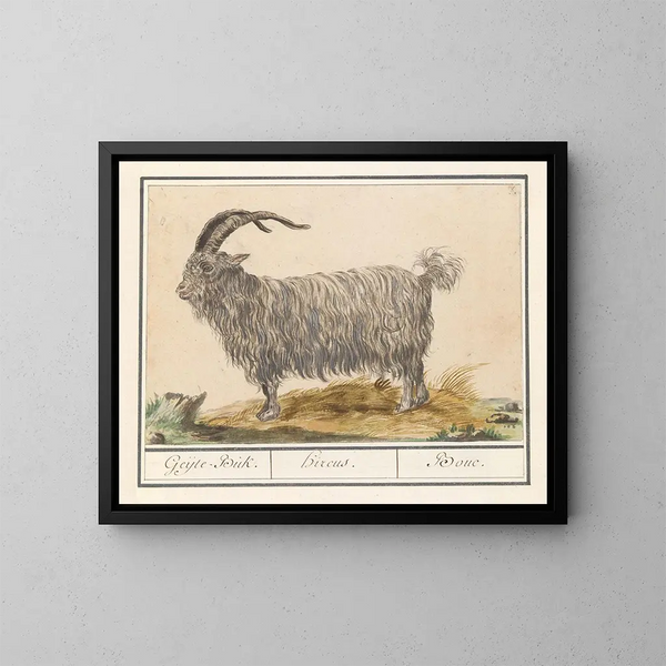 Bouc - Anselmus Botius de Boodt — ingelijst kunstwerk aan de muur