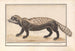 Zorille rayée of zorille Ictonyx striatus - Anselmus Botius de Boodt — weergave van het kunstwerk