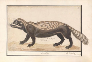 Anselmus Botius de Boodt - Gestreepte bunzing of zorilla Ictonyx striatus Zorilla Le zorille.webp