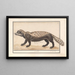 Zorille rayée of zorille Ictonyx striatus - Anselmus Botius de Boodt — ingelijst kunstwerk aan de muur