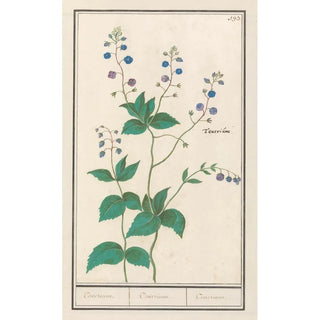 Anselmus Botius de Boodt - Gewone ereprijs of gamanderereprijs Veronica chamaedrys Teuerium Teuerium Teucrium.webp