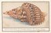 Triton commun Charonia tritonis Grote trompet van Triton Strombus Magnus Trompe marine Conque de Triton - Anselmus Botius de Boodt — weergave van het kunstwerk