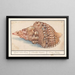Triton commun Charonia tritonis Grote trompet van Triton Strombus Magnus Trompe marine Conque de Triton - Anselmus Botius de Boodt — ingelijst kunstwerk aan de muur