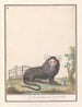Ouistiti commun of Ouistiti à souffle blanc Callithrix jacchus Galeopithecus ouistiti - Anselmus Botius de Boodt — weergave van het kunstwerk