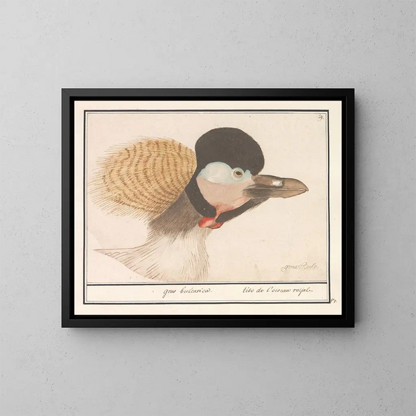 van een Grijze Kroonvogel - Anselmus Botius de Boodt — ingelijst kunstwerk aan de muur