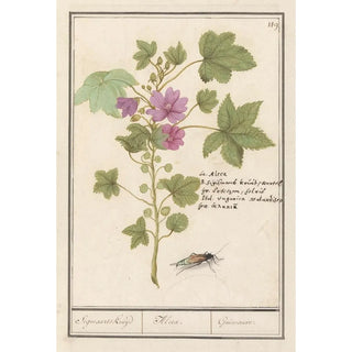 Anselmus Botius de Boodt - Groot kaasjeskruid Malva sylvestris Sigmaards kruijd Alcea Guimauvre.webp