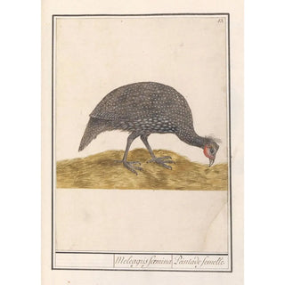 Anselmus Botius de Boodt - Helmparelhoen Numida meleagris.webp