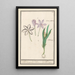 herfsttijloos Colchicum autumnale 1 saffraan 2 hermodactyles colchiques - Anselmus Botius de Boodt