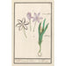 herfsttijloos Colchicum autumnale 1 saffraan 2 hermodactyles colchiques - Anselmus Botius de Boodt