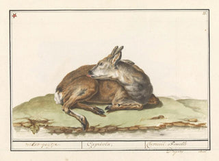 Anselmus Botius de Boodt - Hert Cervidae Wildt geijtje Capriola Chevreuil Femelle.webp
